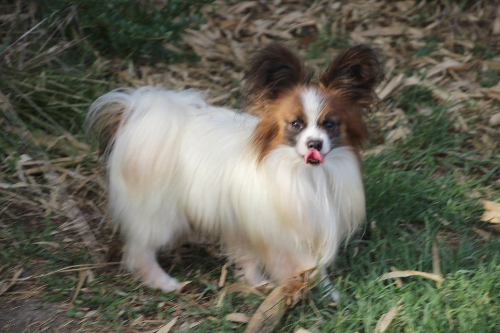 Publication : Du Royaume Des Licornes 