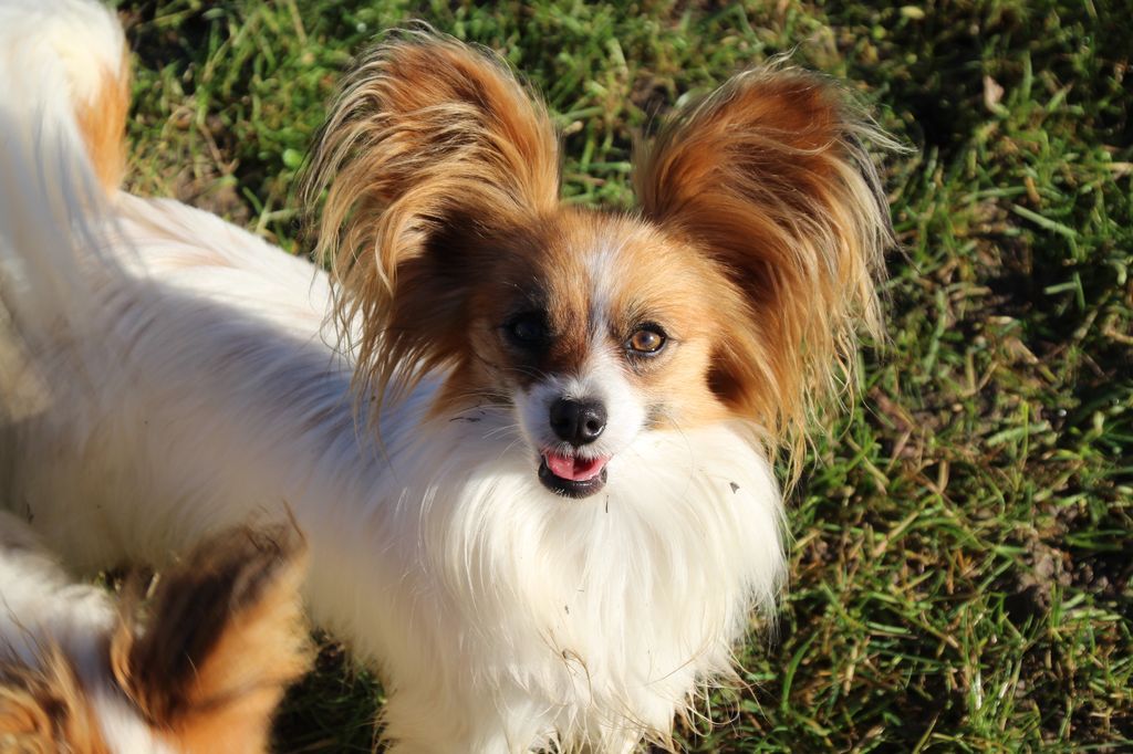 Publication : Du Royaume Des Licornes 