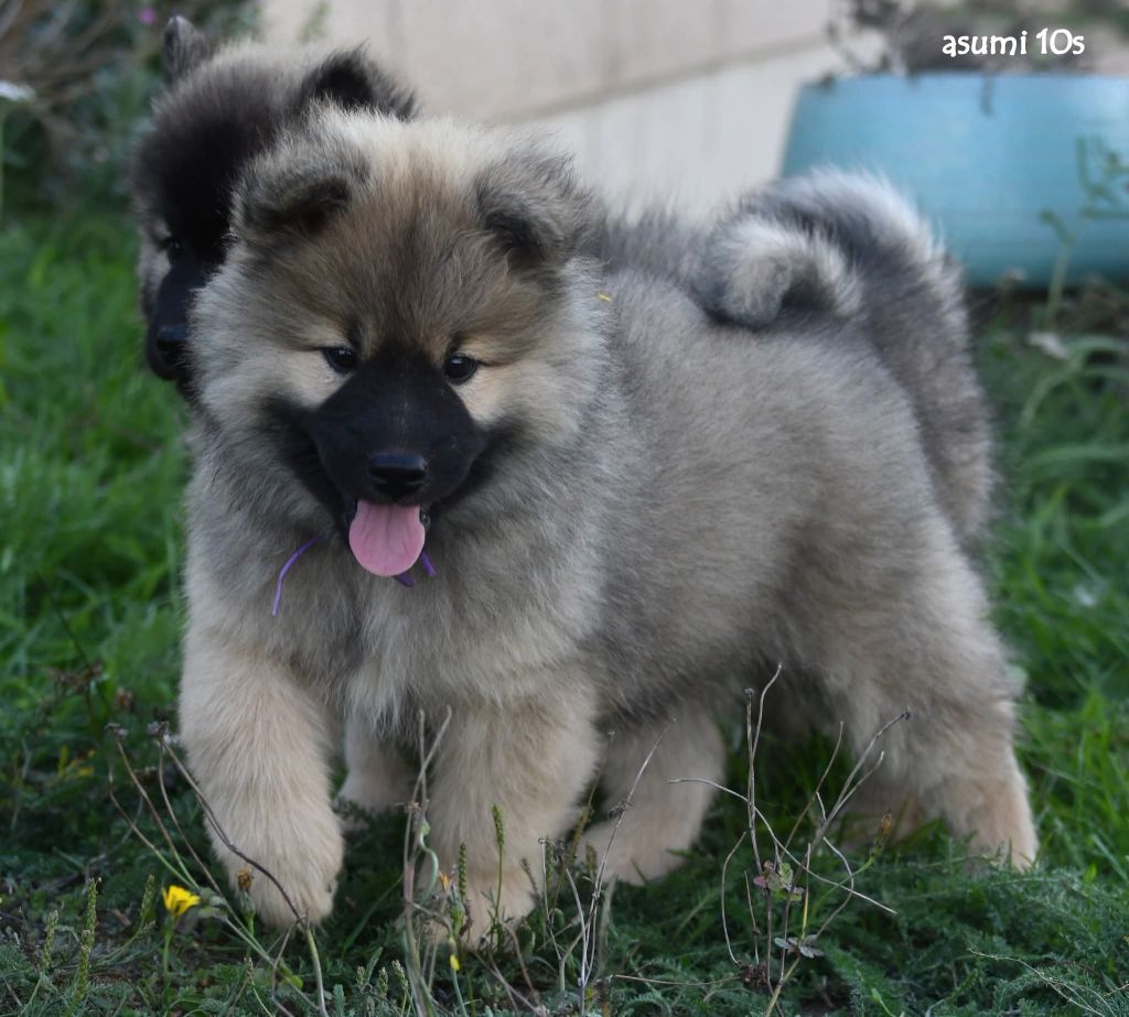 Publication : Du Monde De Thatum Auteur : PATRICIA MARTINEAU