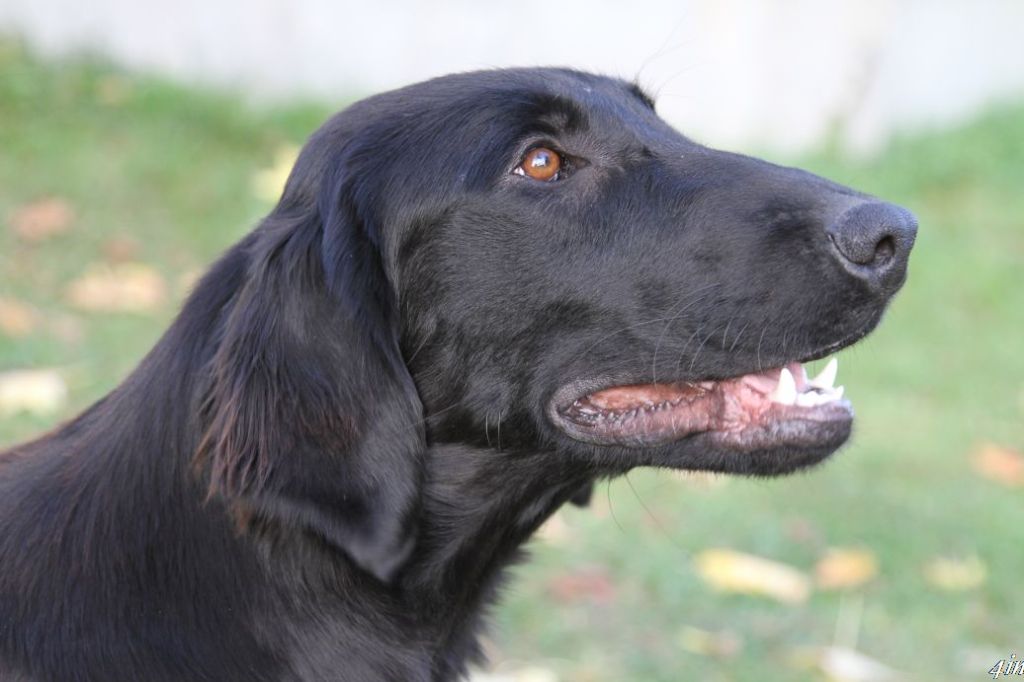 Publication : De Javelot Des Granges Auteur : CW