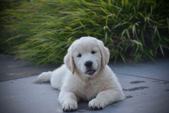 Publication : Peace And Love Golden