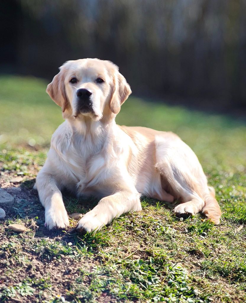 Publication : Des Sables D'Or D'Avalonne