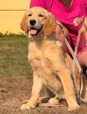 Publication : Du Brionnais Doré