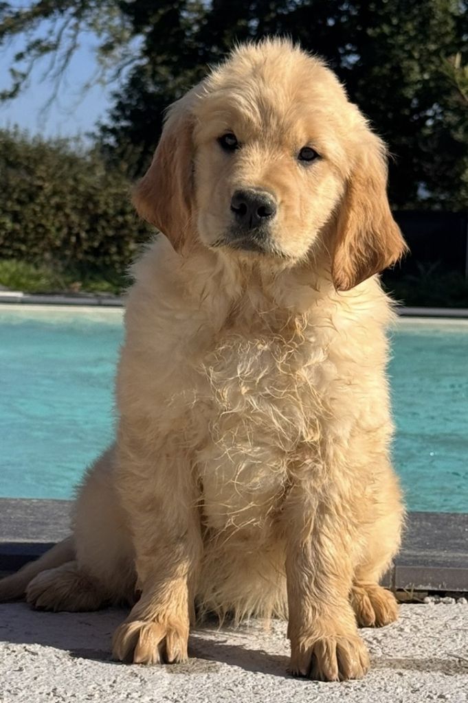 Publication : Du Brionnais Doré 