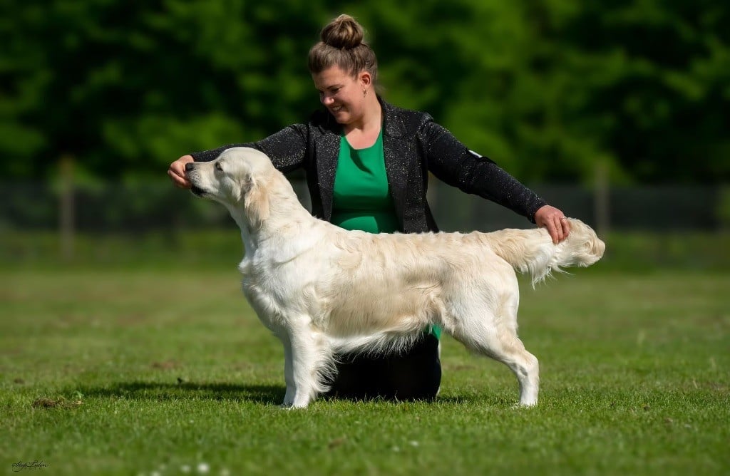 CH. Going for gold de lar de casanova