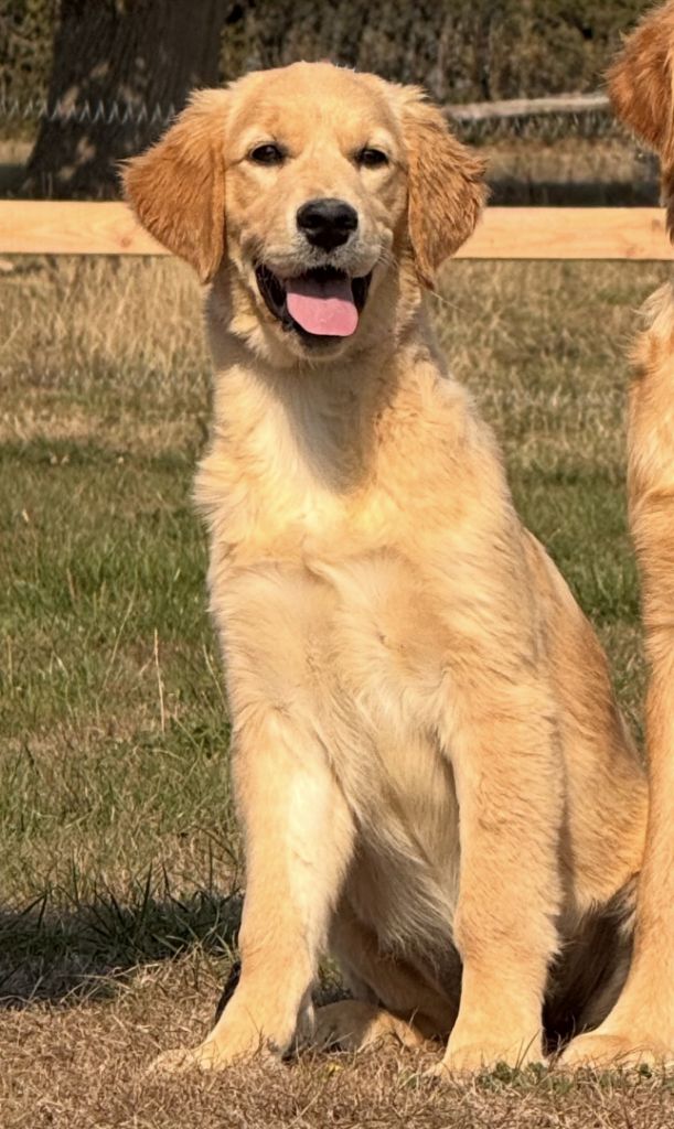 Publication : Du Brionnais Doré 