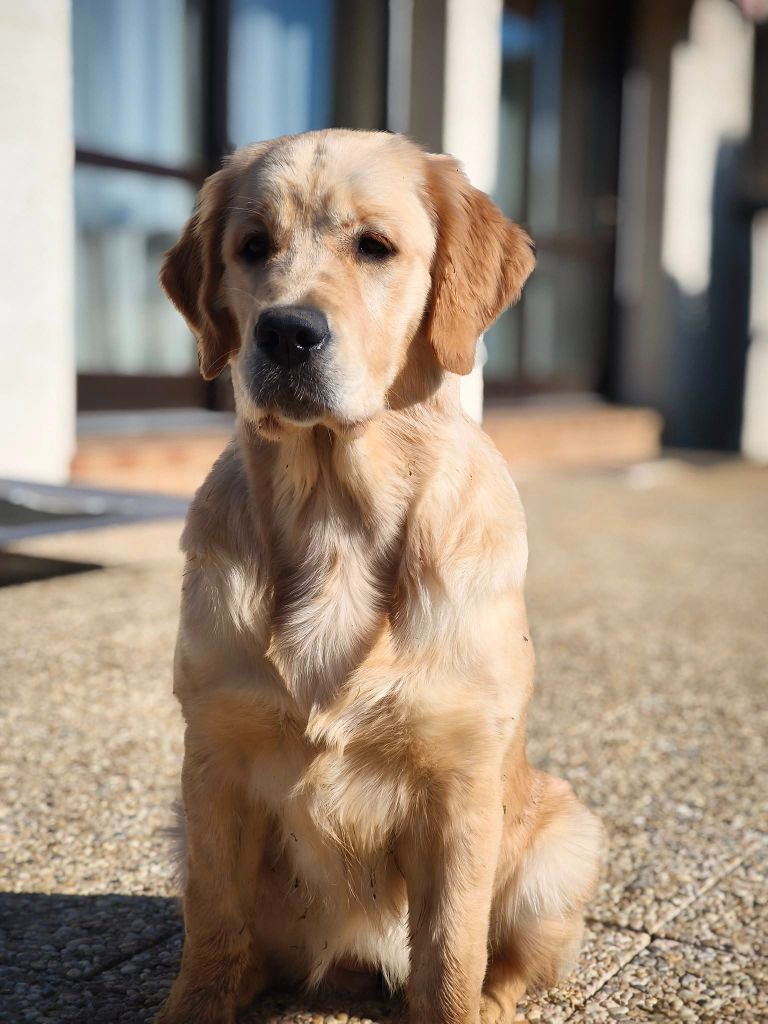 Publication : Des Sables D'Or D'Avalonne 