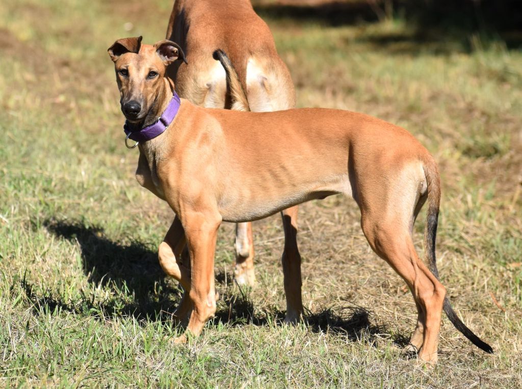 Publication : des sables d'élodie Auteur : RIDEAU