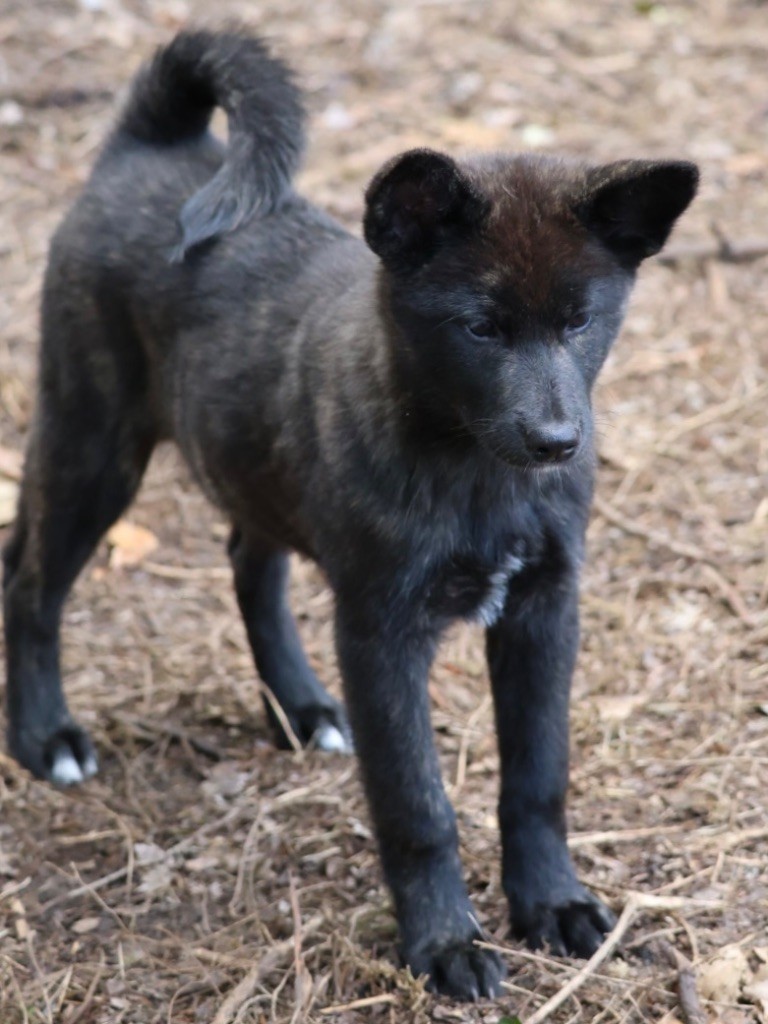 Publication : Nippon'ai Auteur : ZAINA Laurie