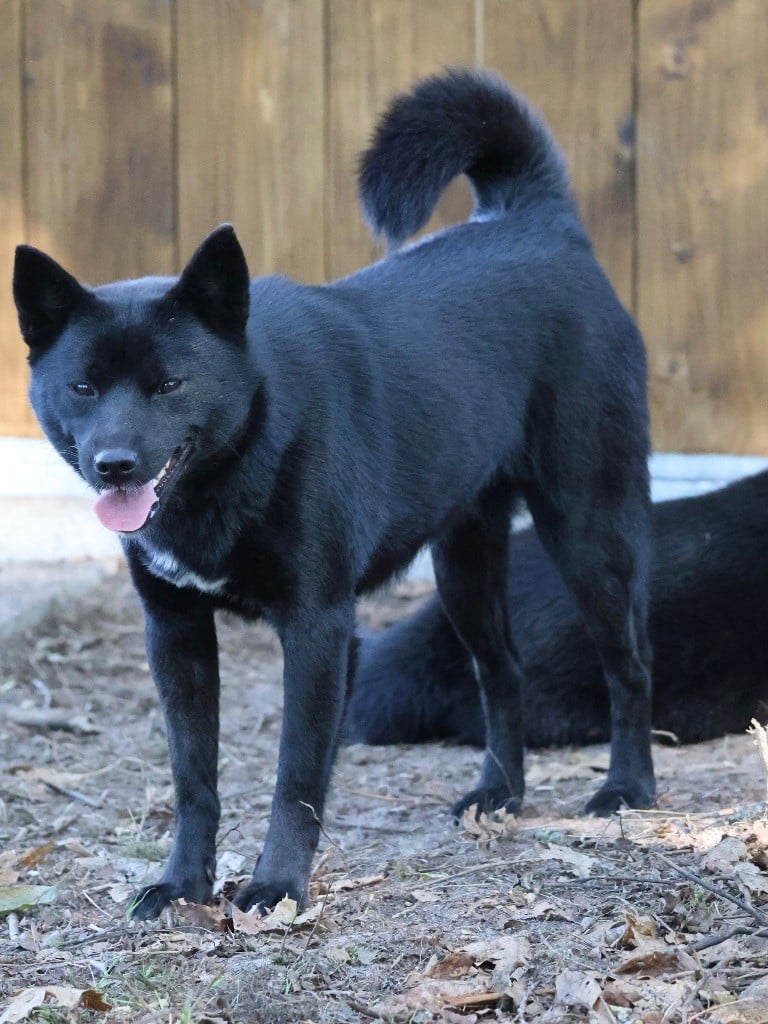 Publication : Nippon'ai Auteur : Zaina Laurie