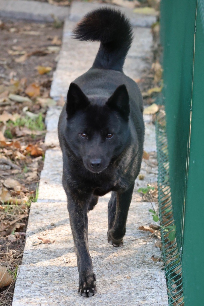 Publication : Nippon'ai