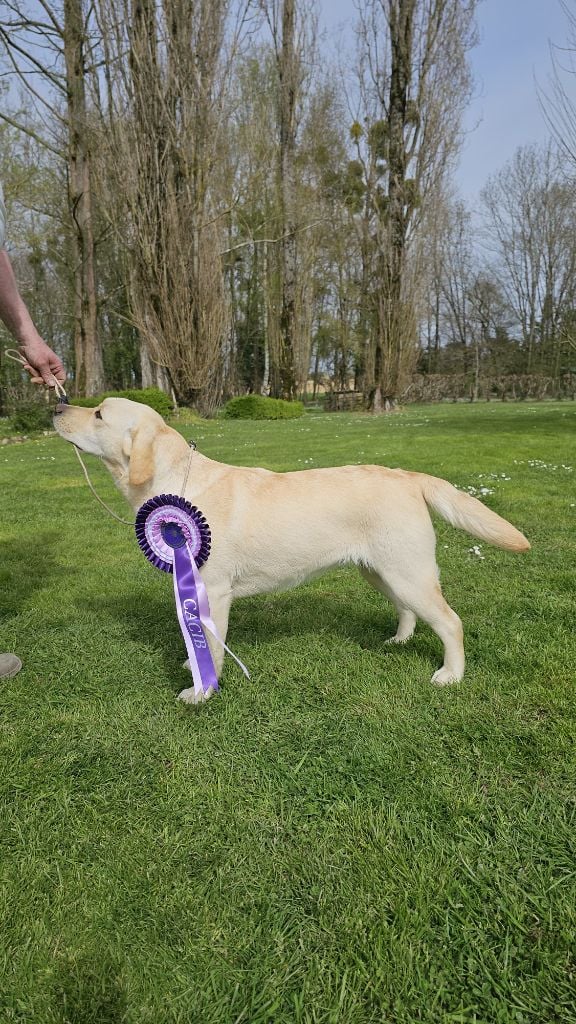 Publication : De Sonate Cras Chevalier 