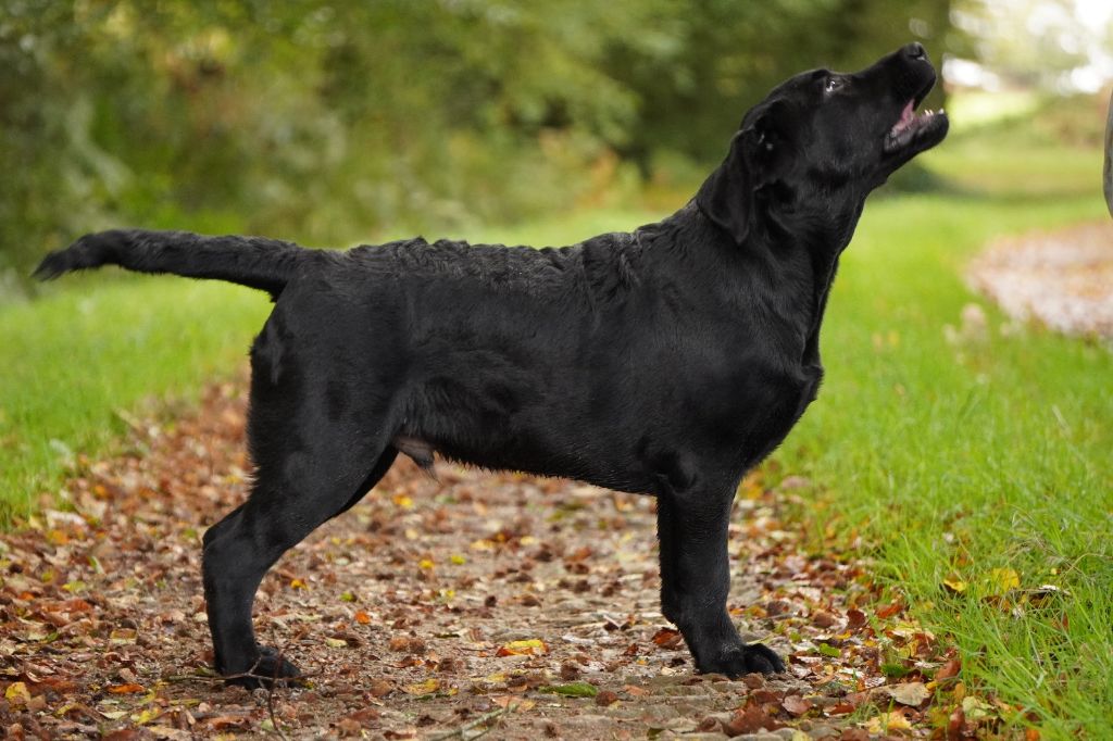 Publication : Des Collines D Armor Et D Argoat