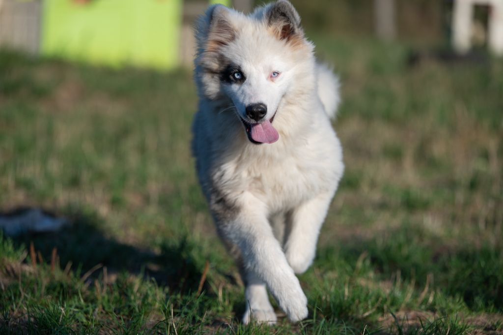 Publication : Maho No Tsuki 