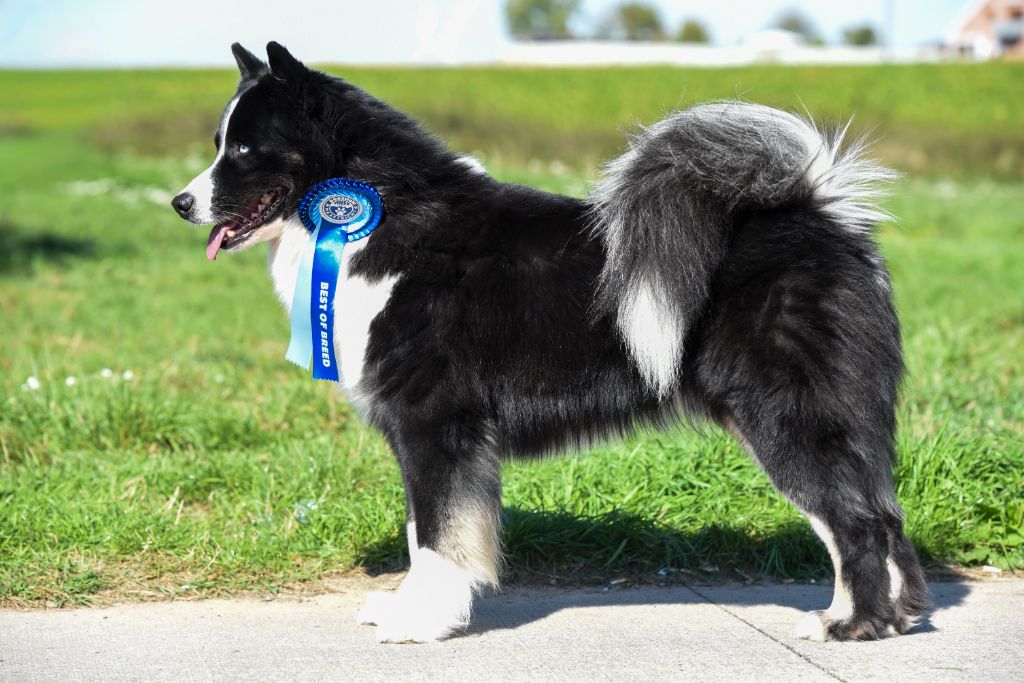 Publication : The Brotherhood Of Shadow Auteur : Laetitia Ruimi