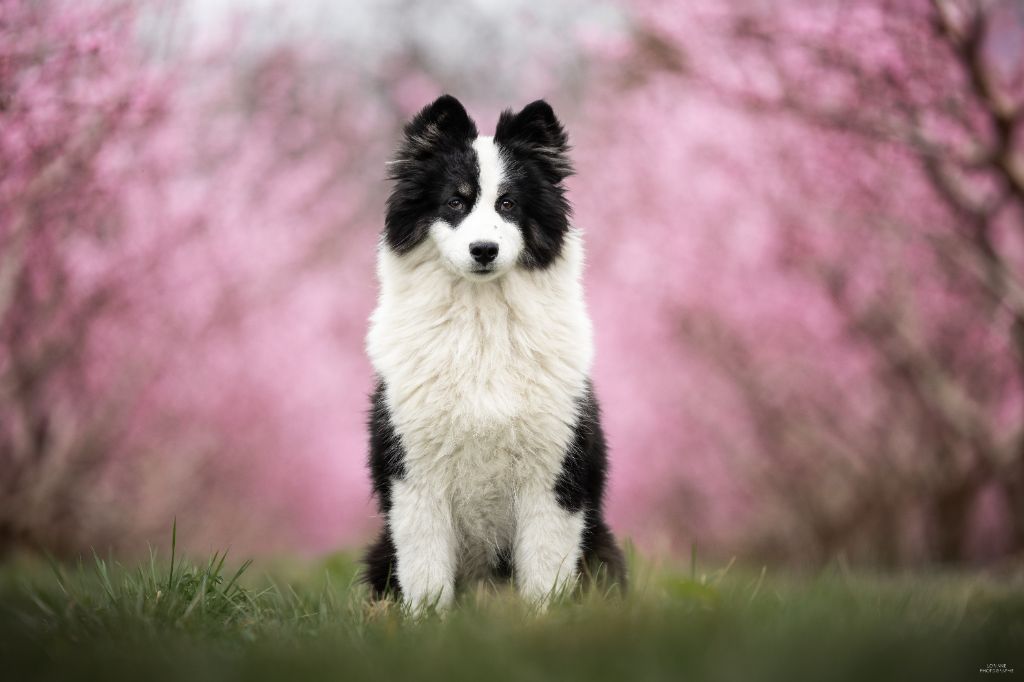 Publication : Maho No Tsuki 