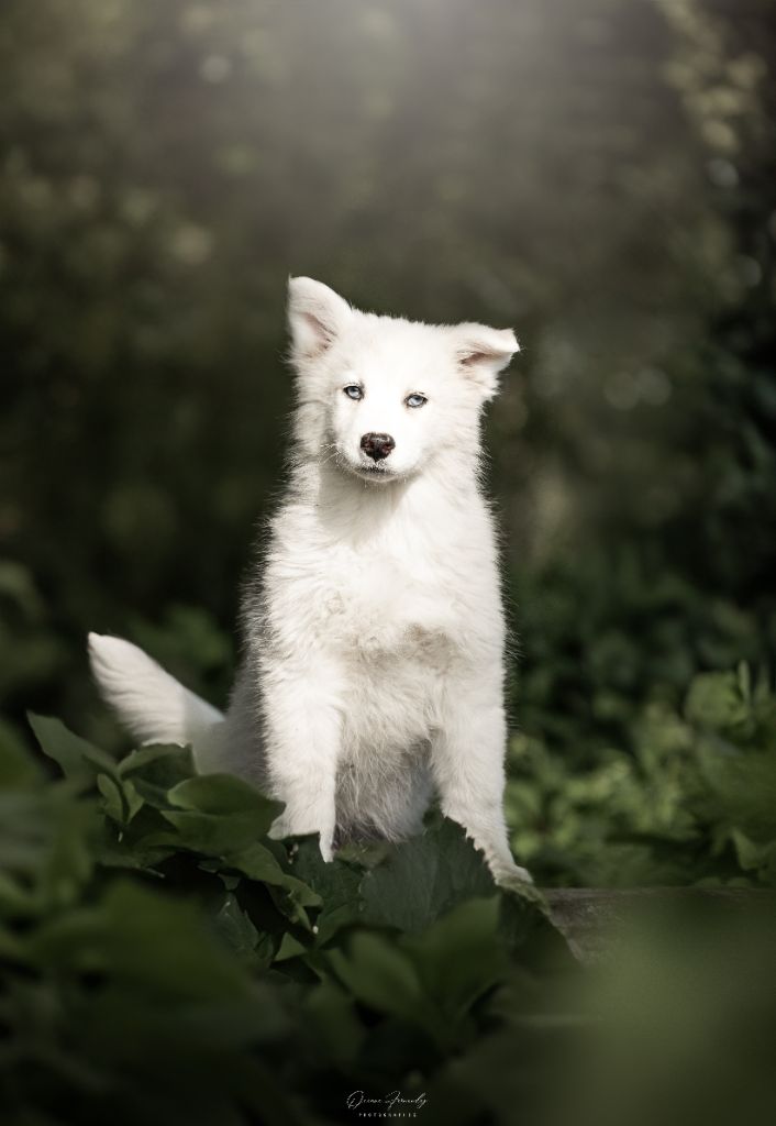 Publication : Maho No Tsuki 