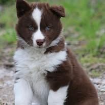 Publication : of Lapland Polarlights Auteur : Sophie Delacroix