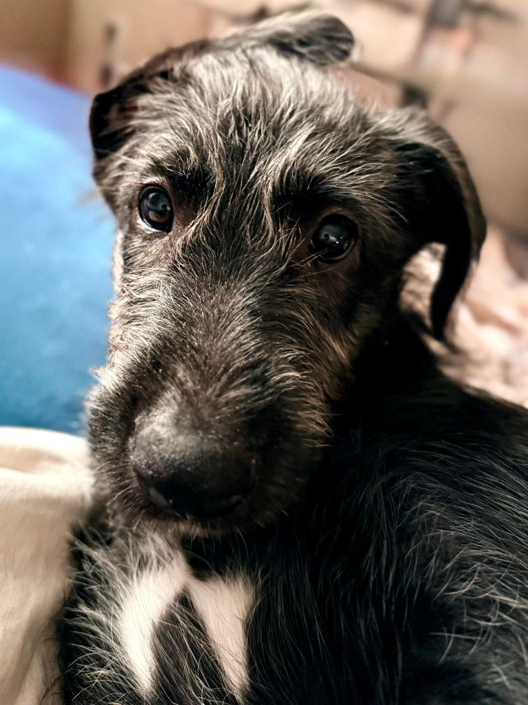 Publication : Des Terres De Norfendre Auteur : mb