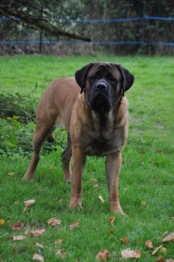 Publication : De Bel'eva Auteur : Carine Larue 