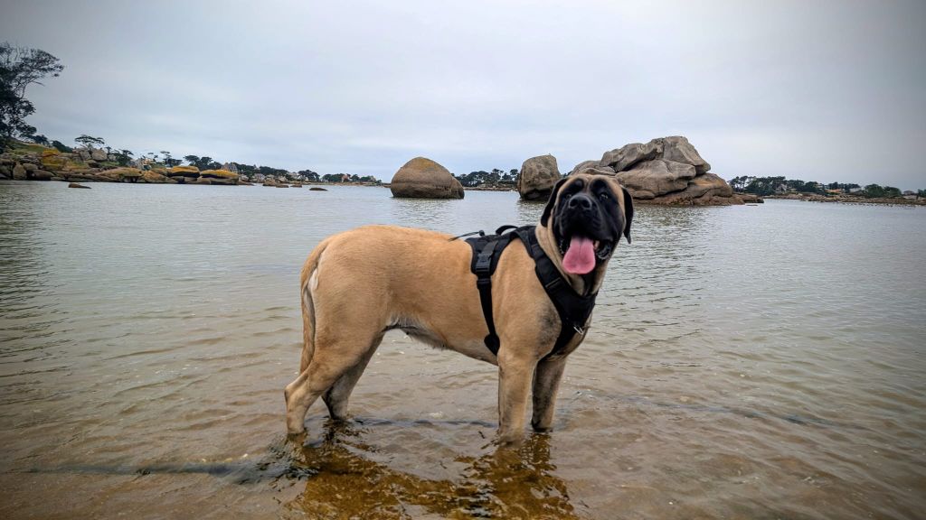 Publication : Des Rives Du Tibre Auteur : Alexia