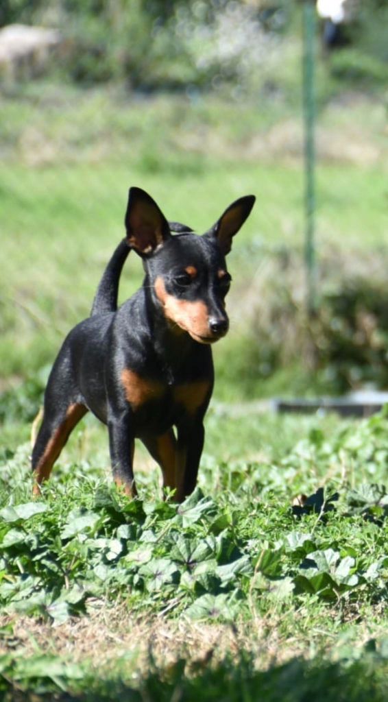 Publication : The Sweet Dream Of Cristale Auteur : Sweet Dream