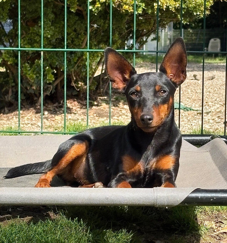 Publication : De La Plaine Bretonne 