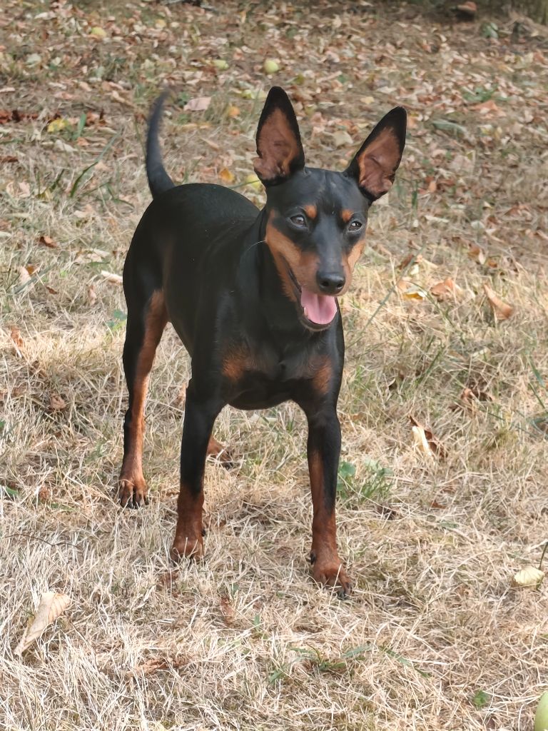 Publication : L'alliance De Mallory Auteur : Escoffier