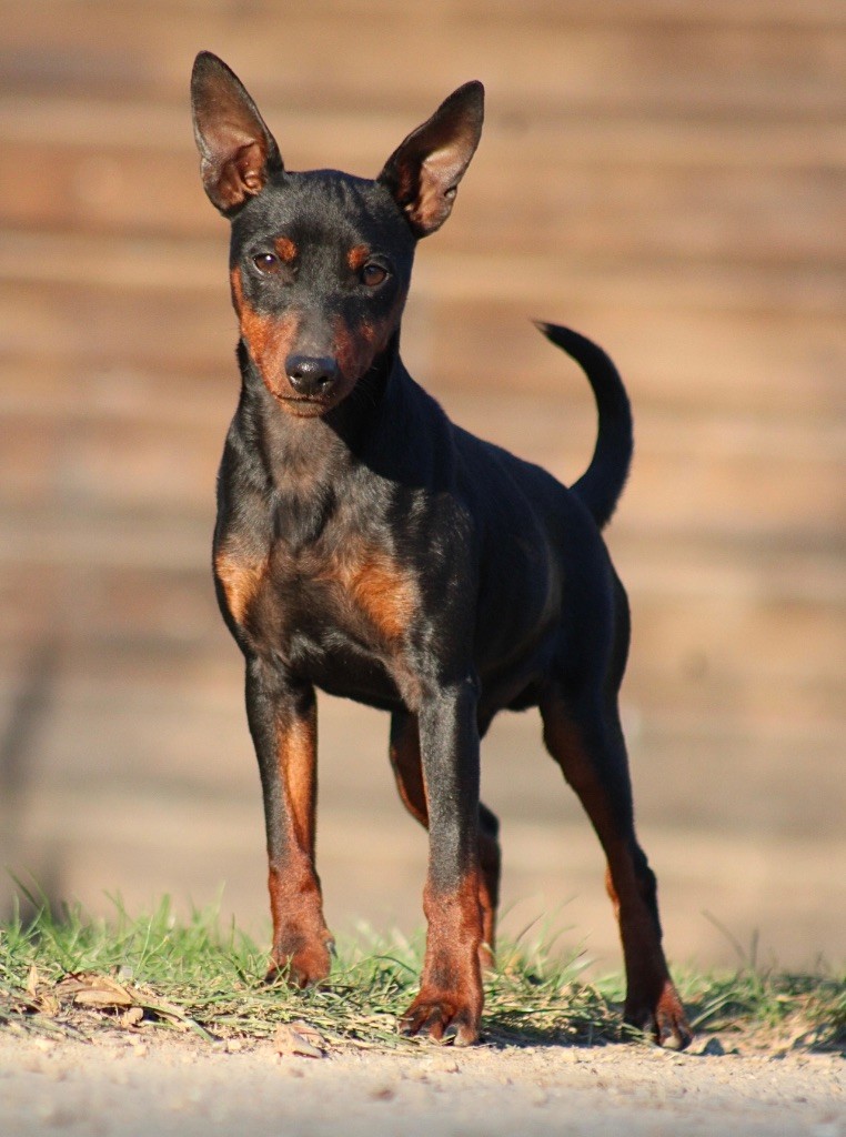 Publication : De La Plaine Bretonne 