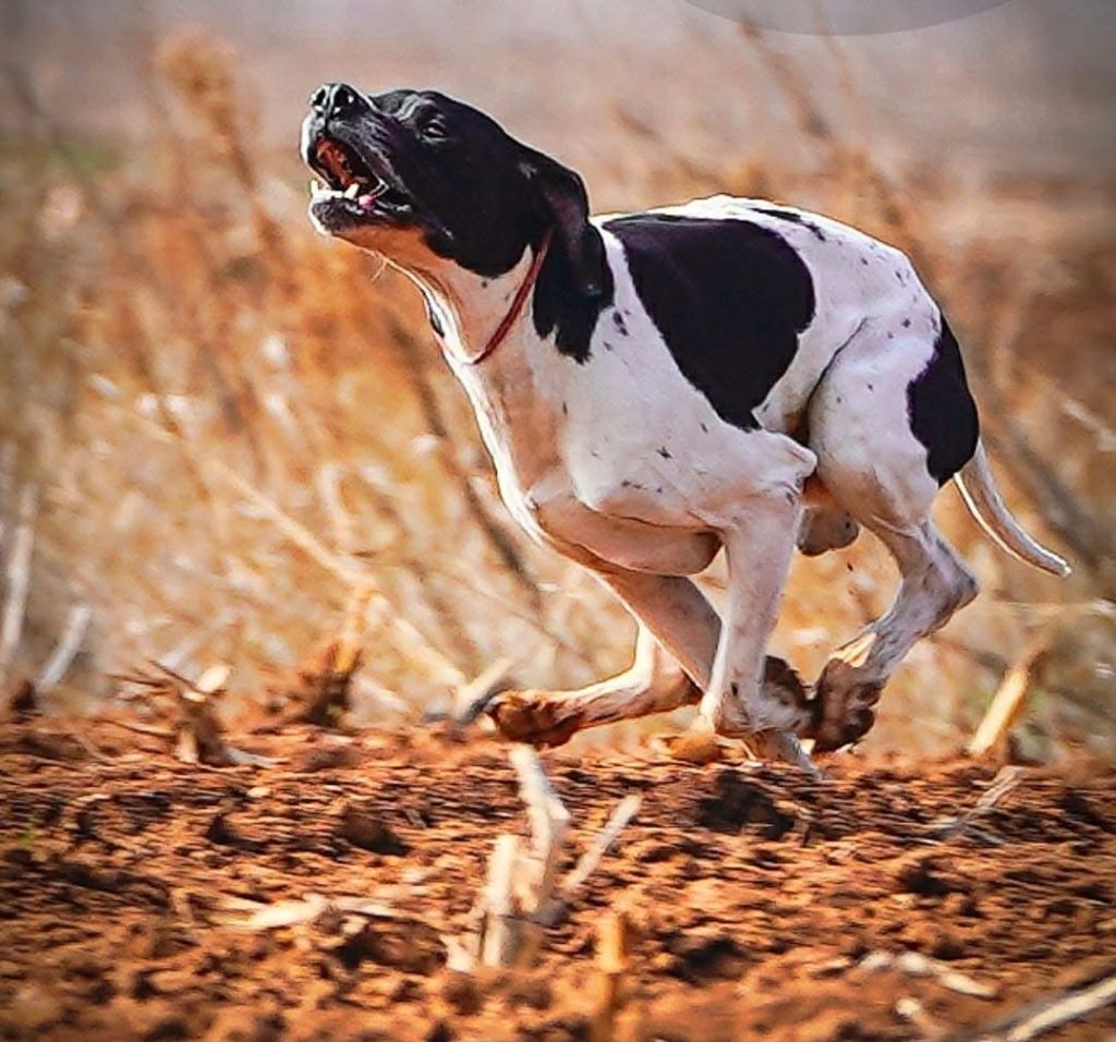 Publication : de landa gori Auteur : l