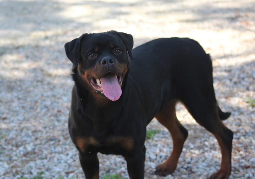 Publication : Von Hause Mysteria 