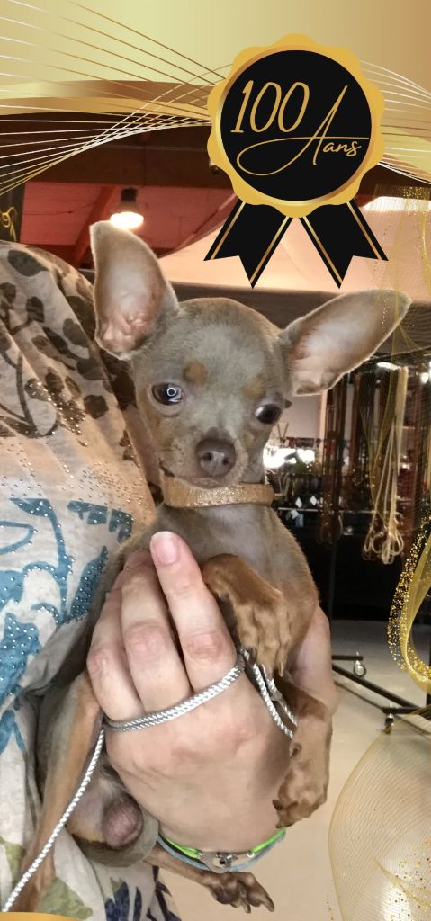 Publication : Des Hibiscus D'Azur