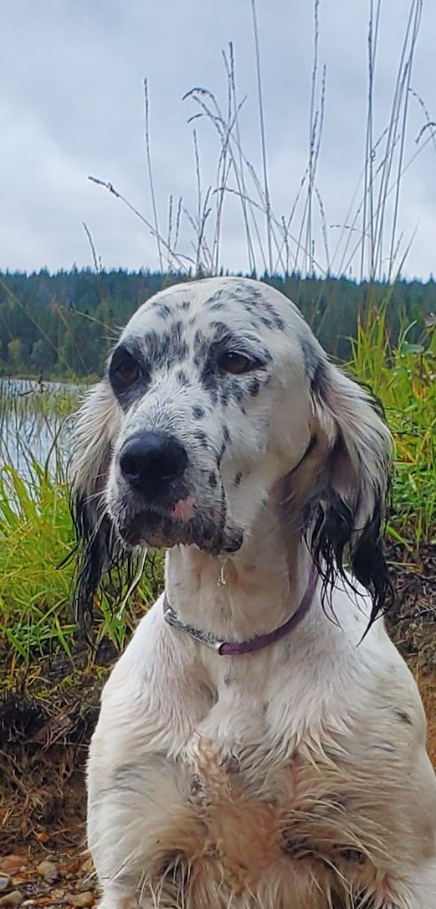 Publication : Du Sous Bois De Balmette Auteur : ALLAIN DESSEMOND