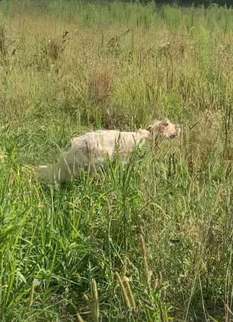 Publication : du bois des rousses