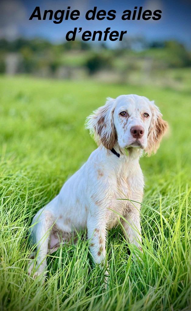 Publication : Des Ailes D'Enfer Auteur : FRANCOIS REY