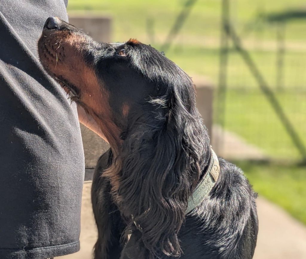 Publication : Du Vallon Des Bécasses Auteur : Serge Bennic