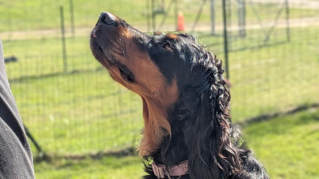 Publication : Du Vallon Des Bécasses Auteur : Serge Bennic