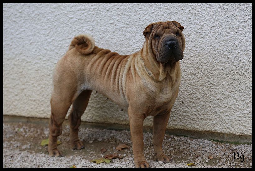 Publication : du Nuorilang Auteur : Nuorilang