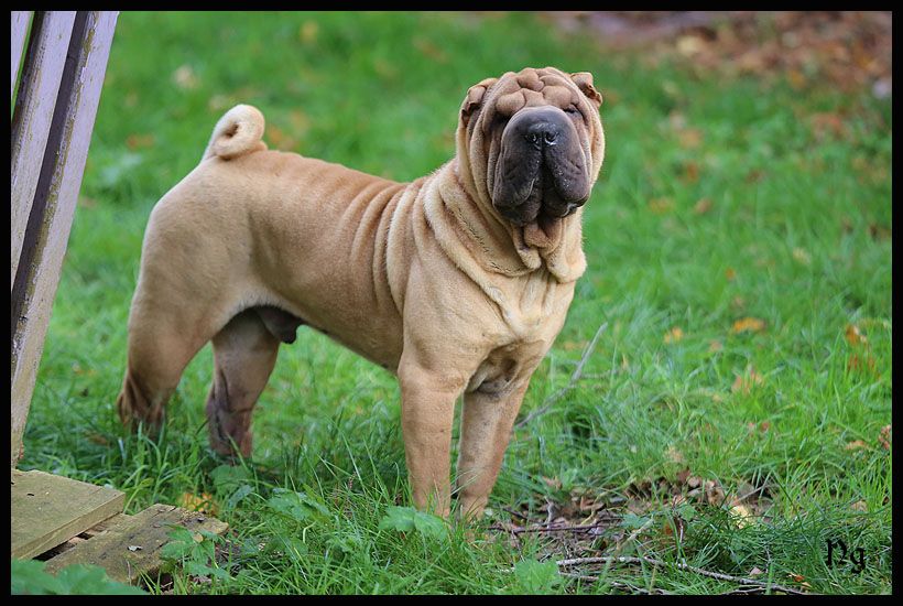 Publication : du Nuorilang Auteur : Nuorilang