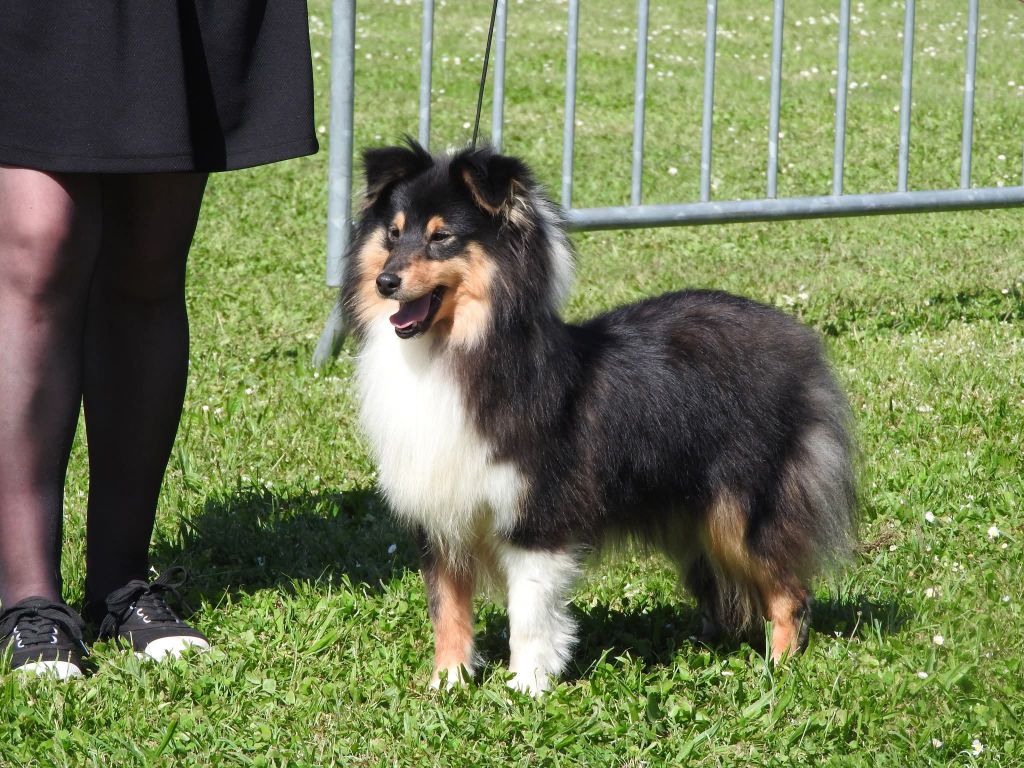 Publication : Du Domaine Des Ptit's Futés