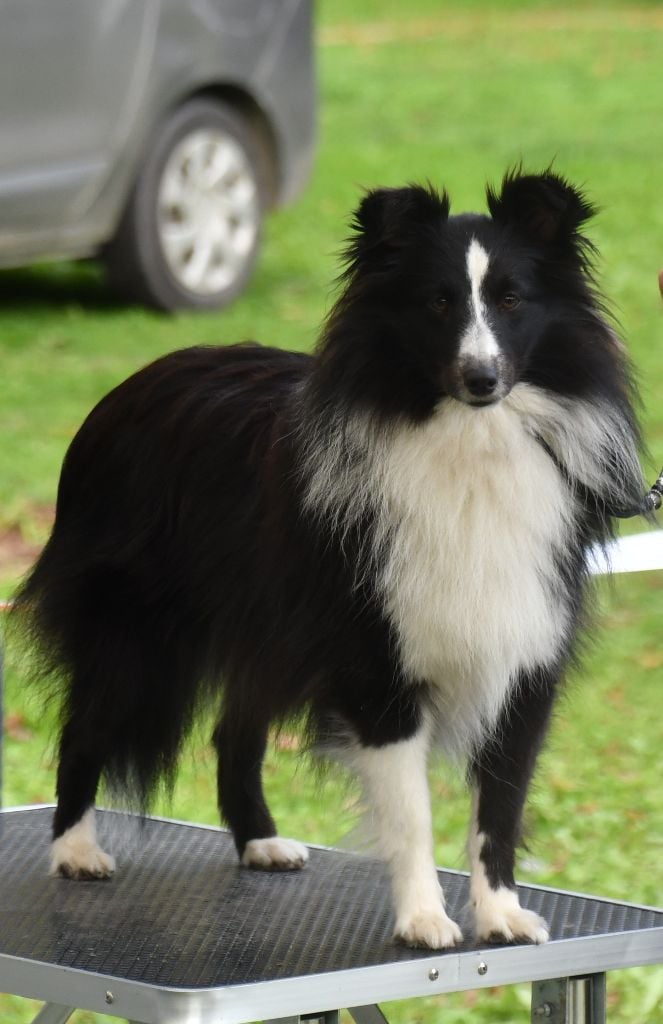 Publication : Nakama D'Eiko 