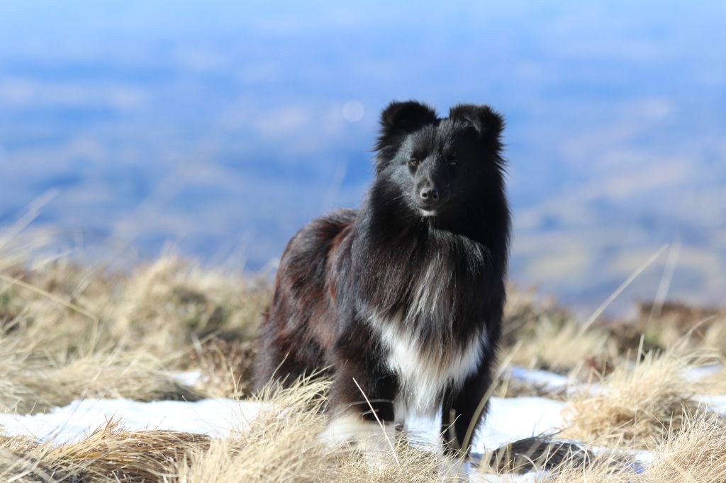 Publication : du Clan Castelau 