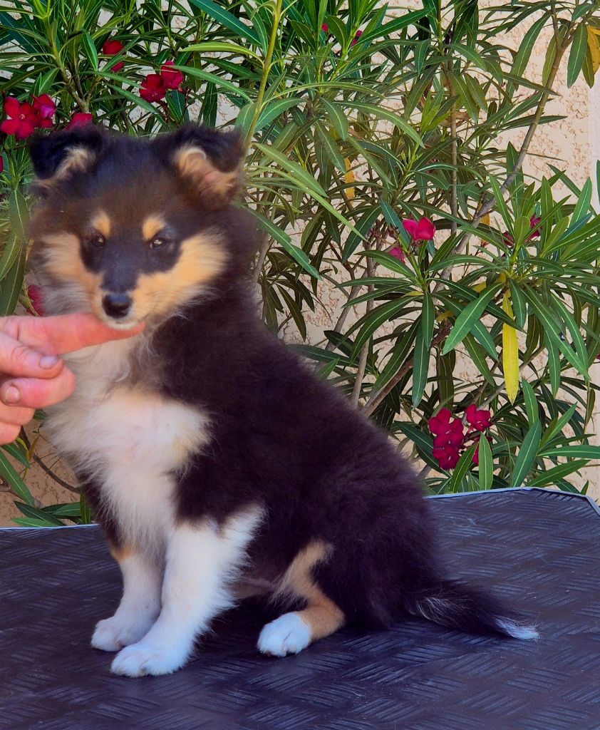 Publication : Du Clos De Seawind Auteur : Giles MERVANT