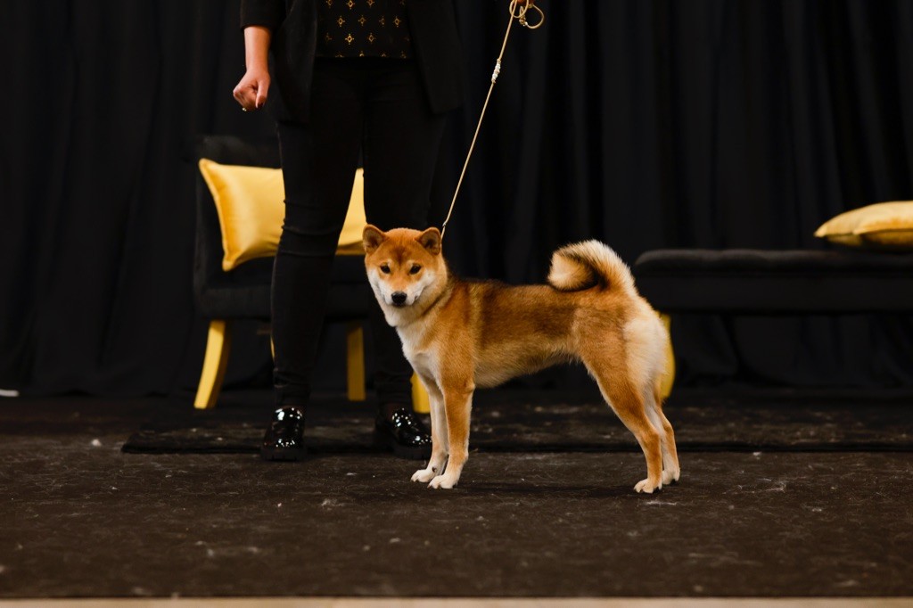 Publication : Go Tsuki Kage Kensha