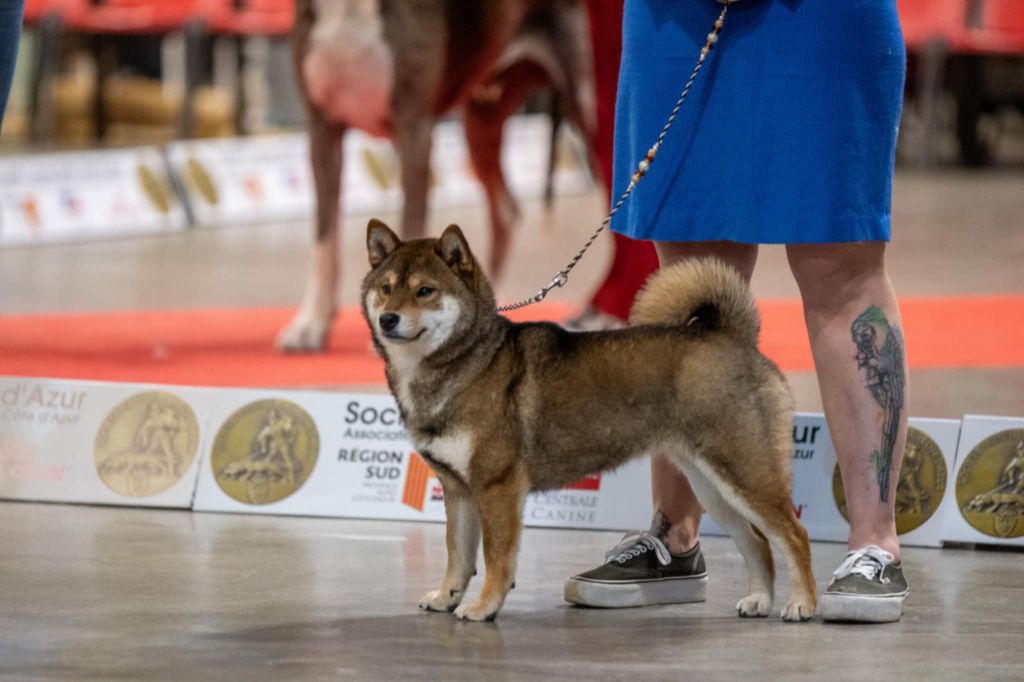 Publication : Nihon No Inu