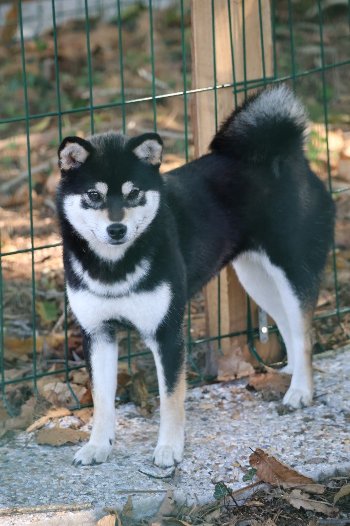 Publication : Nippon'ai Auteur : ZAINA Laurie