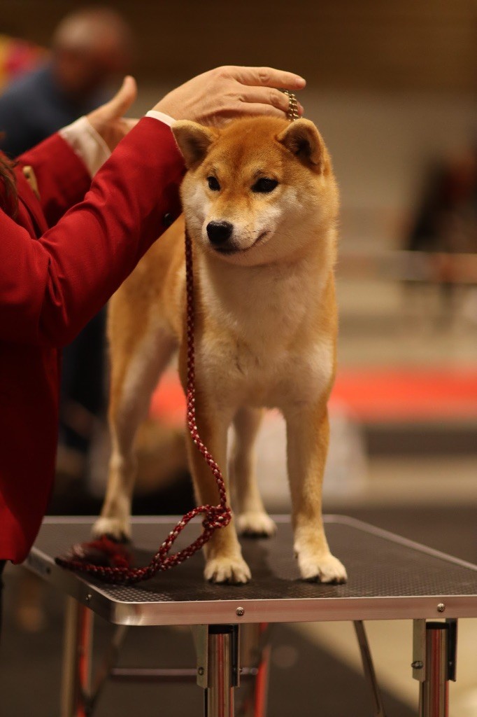 Publication : Kitsune No Tani Kensha 