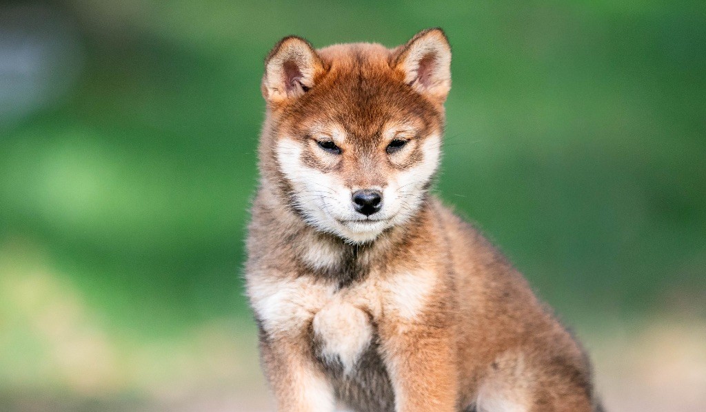 Publication : du Bois de Compiègne 