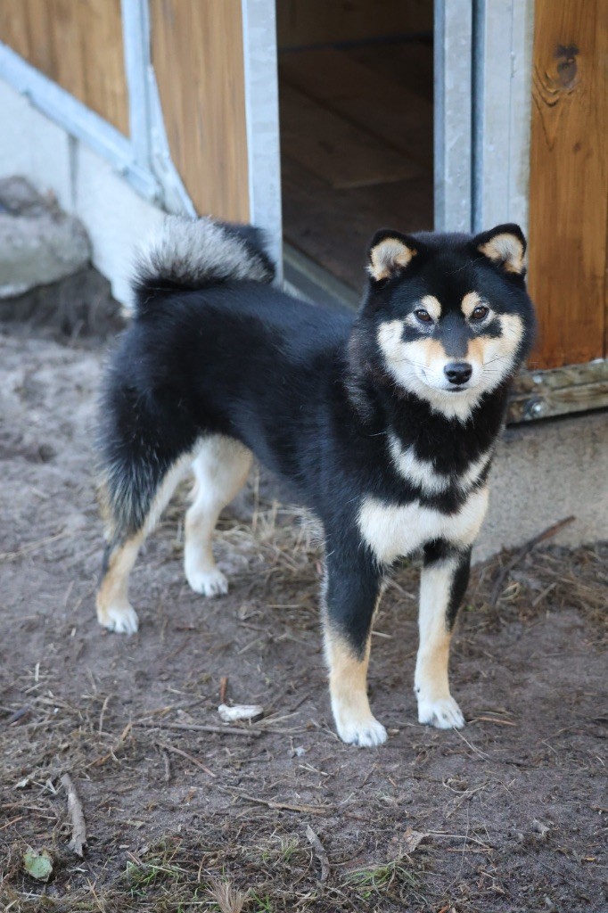 Publication : Nippon'ai Auteur : ZAINA Laurie 