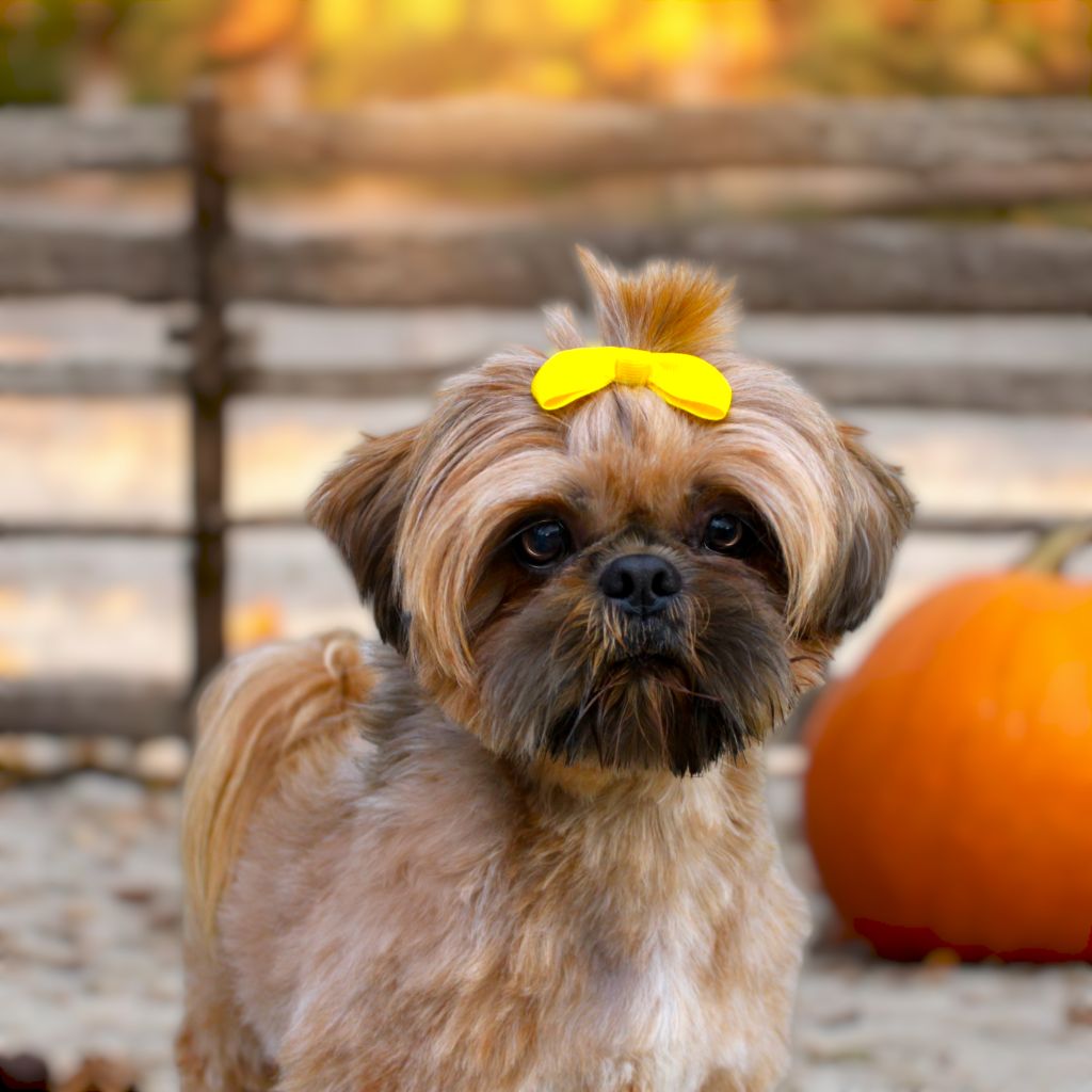 Publication : Du Royaume D'Ewan 